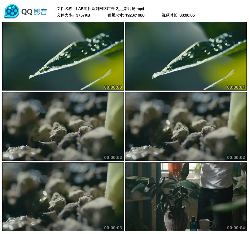 绿叶水滑落用洒水壶给盆栽浇水视频素材