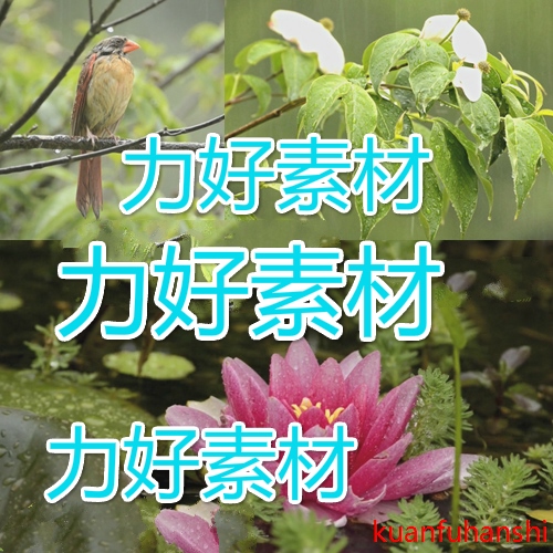 雨中荷花荷叶下雨无家可归的小鸟经典素材高清实拍视频素材