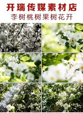 CS023大自然春天李树桃树果树花开镜头高清实拍视频素材
