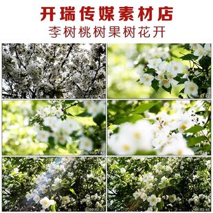 CS023大自然春天李树桃树果树花开镜头高清实拍视频素材
