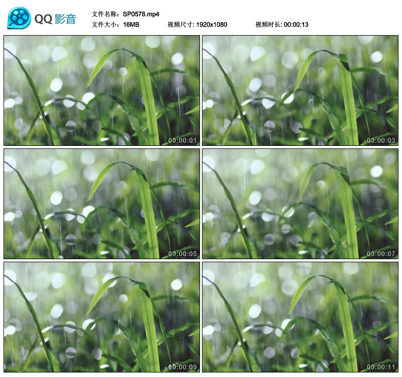 植物花草 草地 小草 雨滴 下雨 水滴 露珠视频素材