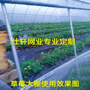 农用草莓俩侧通风口防鸟网葡萄果园天网西瓜大棚口拦鸟果树防护网