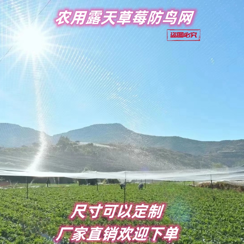 农用露天草莓防鸟网防护网