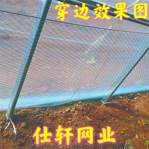 大棚防鸟网葡萄避雨天沟