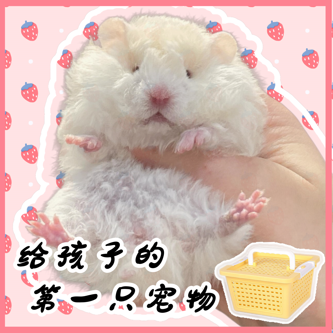 【顺丰包邮死亡包赔】波利金丝熊