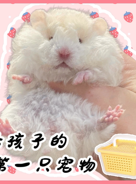 家养长毛金丝熊活物稀有大体卷毛黑火蜜黄波利鸽灰肉桂小仓鼠宠物