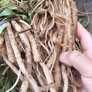 广西野生抽筋根抽筋草新鲜通筋草炖肉炖骨大伸筋草新鲜秋冬进补