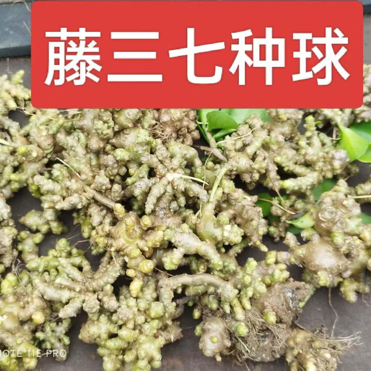 野外藤三七植物种球苗