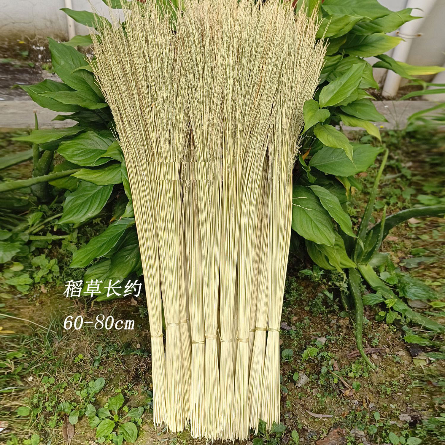 广西糯米稻草心杆稻谷草