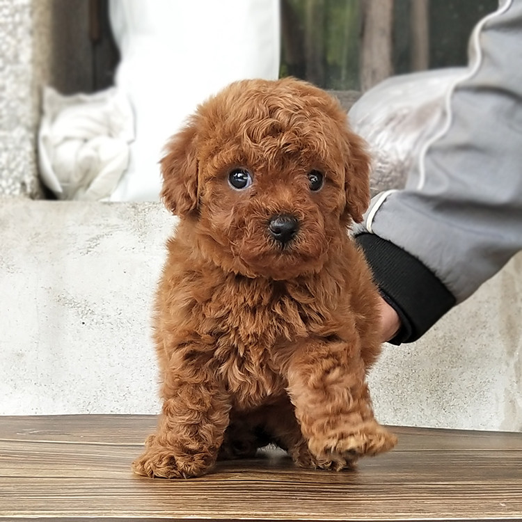 上海犬舍纯种酒红色泰迪茶杯犬玩具小型贵宾幼犬活体宠物狗狗出售