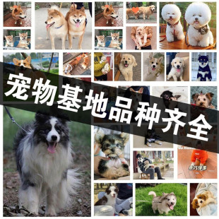 上海犬狗舍纯种活体柴犬韩系比熊西高地马尔泰约克夏马尔济斯狗狗