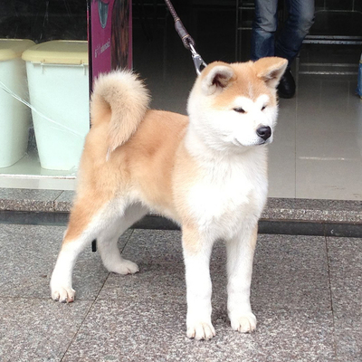 上海犬舍纯种日本赛级血统秋田犬幼犬活体幼崽种公宠物狗狗出售