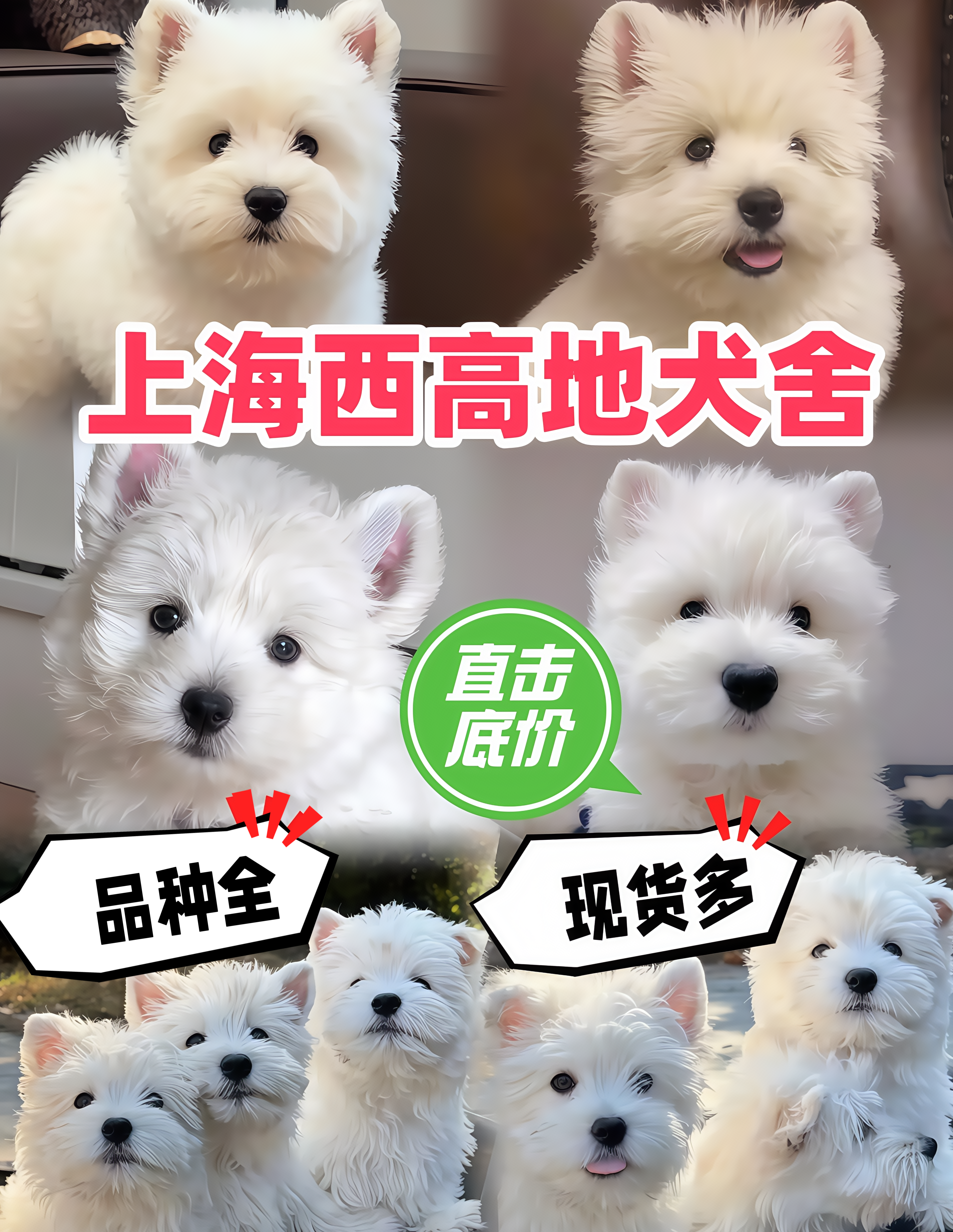 上海犬舍纯种西高地幼犬宠物狗活体家刚毛软毛赛级西高地白梗幼崽