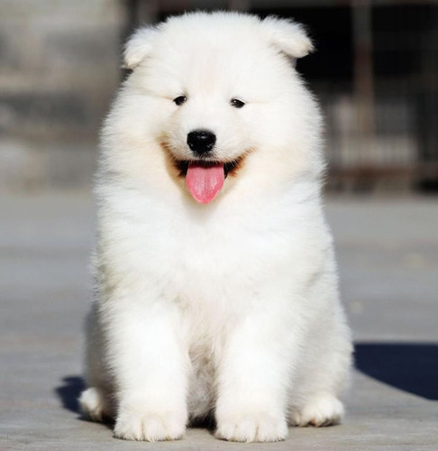 上海犬舍纯种萨摩耶活体血统