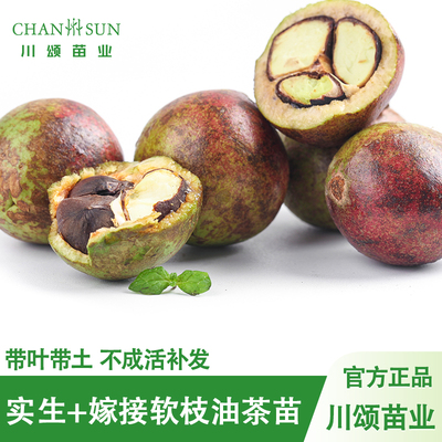 【川颂苗业】软枝油茶树苗油栗苗
