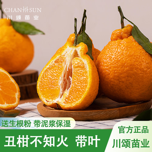 【川颂苗业】橘子丑柑树苗包成活