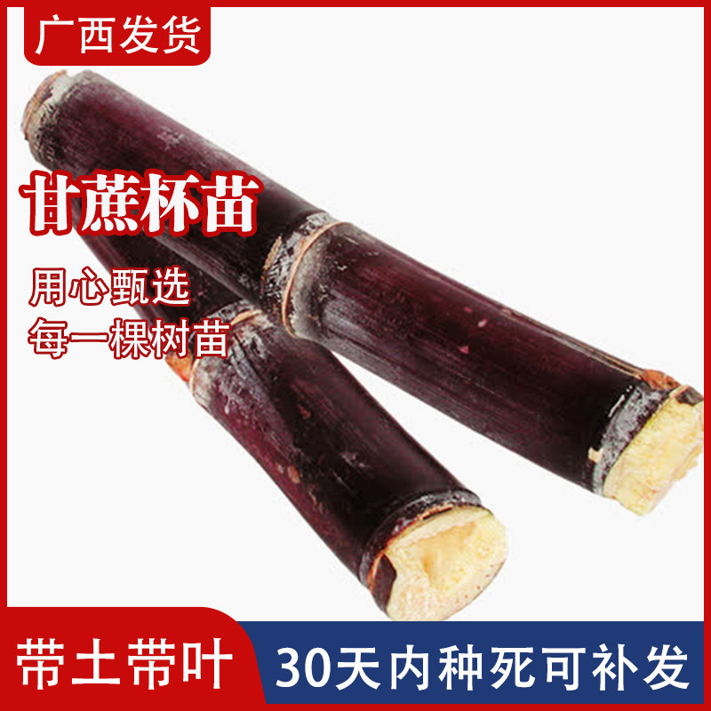 广西黑皮黄皮青皮甘蔗组培种苗杯苗粤翠黄金水果四季高产南北种植图片