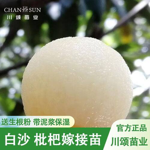 川颂苗业白沙枇杷嫁接树苗