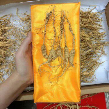 20-60年纯正新鲜野山参野生人参长白山野生人参