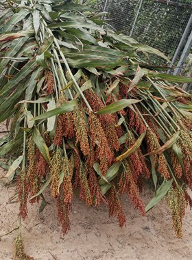 甜杆儿种子甜高粱杆甜芦粟芦基芦稷北方小甘蔗穗子