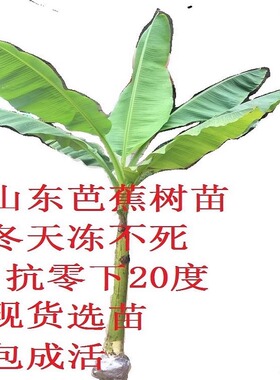 芭蕉苗耐寒耐热芭蕉树苗绿化树苗超大盆栽庭院带土南北方香蕉苗
