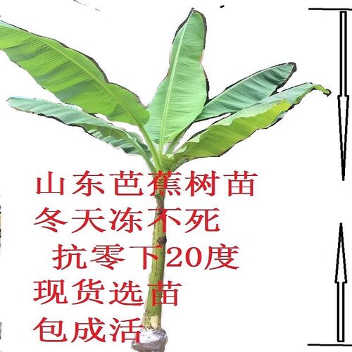 芭蕉苗耐寒耐热芭蕉树苗绿化树苗超大盆栽庭院带土南北方香蕉苗