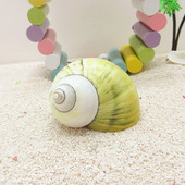 蜗居天下 7cm寄居蟹替换壳专用备用壳天然海螺贝壳 大天使螺