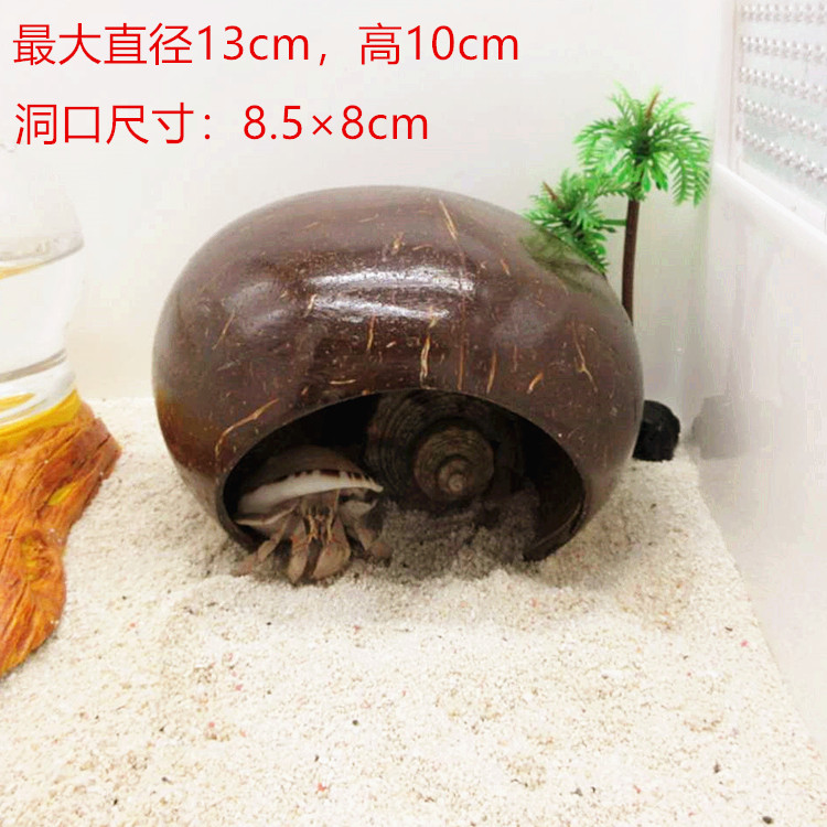 天然小中大寄居蟹洞穴躲避遮光