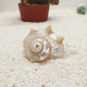 勇士螺 专用备用壳 蜗居天下 5cm寄居蟹替换壳 天然贝壳海螺