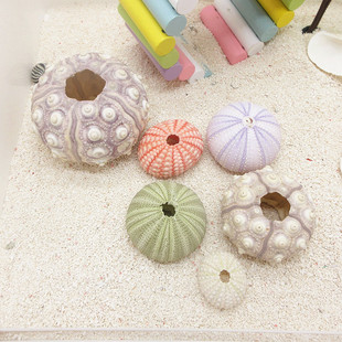 【天然迷你海胆5-7cm】寄居蟹宠物造景 两栖爬宠鸣虫饲养箱缸装饰