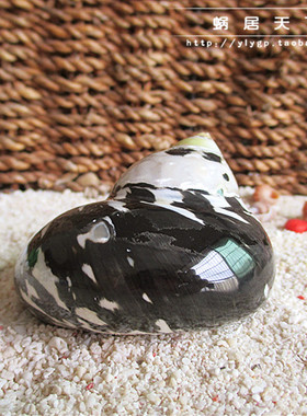 【法老螺-蜗居天下】4-10cmcm寄居蟹替换壳 备用壳 天然海螺 贝壳