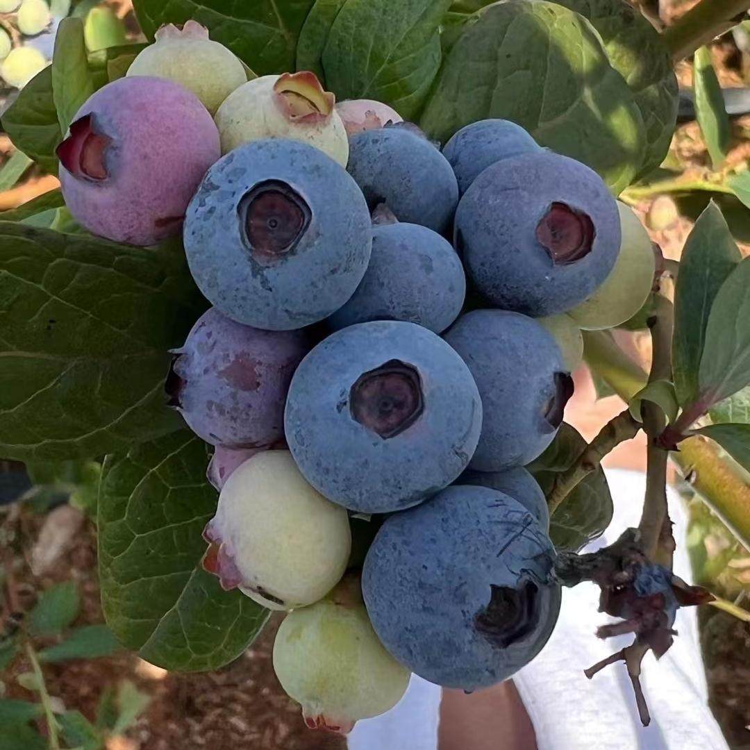 云南抚仙湖花香蓝莓N01脆甜可口！现摘现发！ 顺风空运包邮到家,水产肉类/新鲜蔬果/熟食,蓝莓,淘宝优惠券,粉丝福利购,淘宝优惠卷