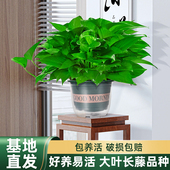 涵涵绿萝盆栽室内植物新房家用除某甲净化空气绿植花卉长藤绿萝