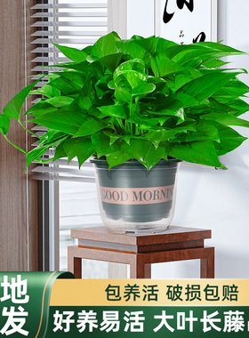 涵涵绿萝盆栽室内植物新房家用除某甲净化空气绿植花卉长藤绿萝