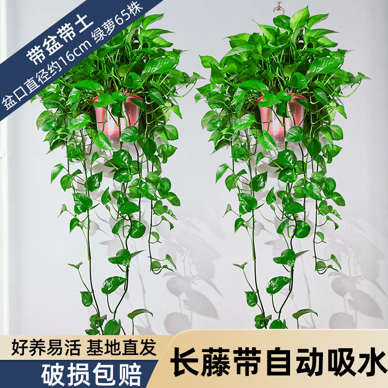 绿萝盆栽室内植物新房家用净化空气水培绿植花卉长藤绿萝