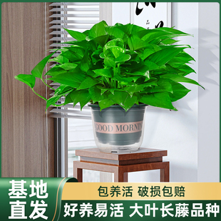 涵涵绿萝盆栽室内植物新房家用除某甲净化空气绿植花卉长藤绿萝