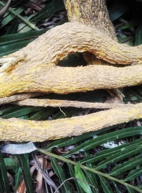 广东野生鸟不宿树根勒欓根鹰不泊根鸡胡档根刺苍根画眉跳根中药材
