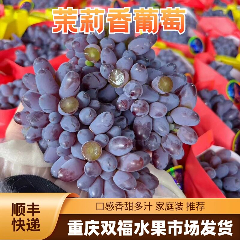 当季水果推荐~茉莉香葡萄2斤3斤家庭装香甜紫色小葡萄重庆双福