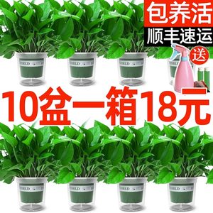 绿萝盆栽室内植物花卉绿植水培长藤垂吊大叶绿箩新房家用吸甲醛