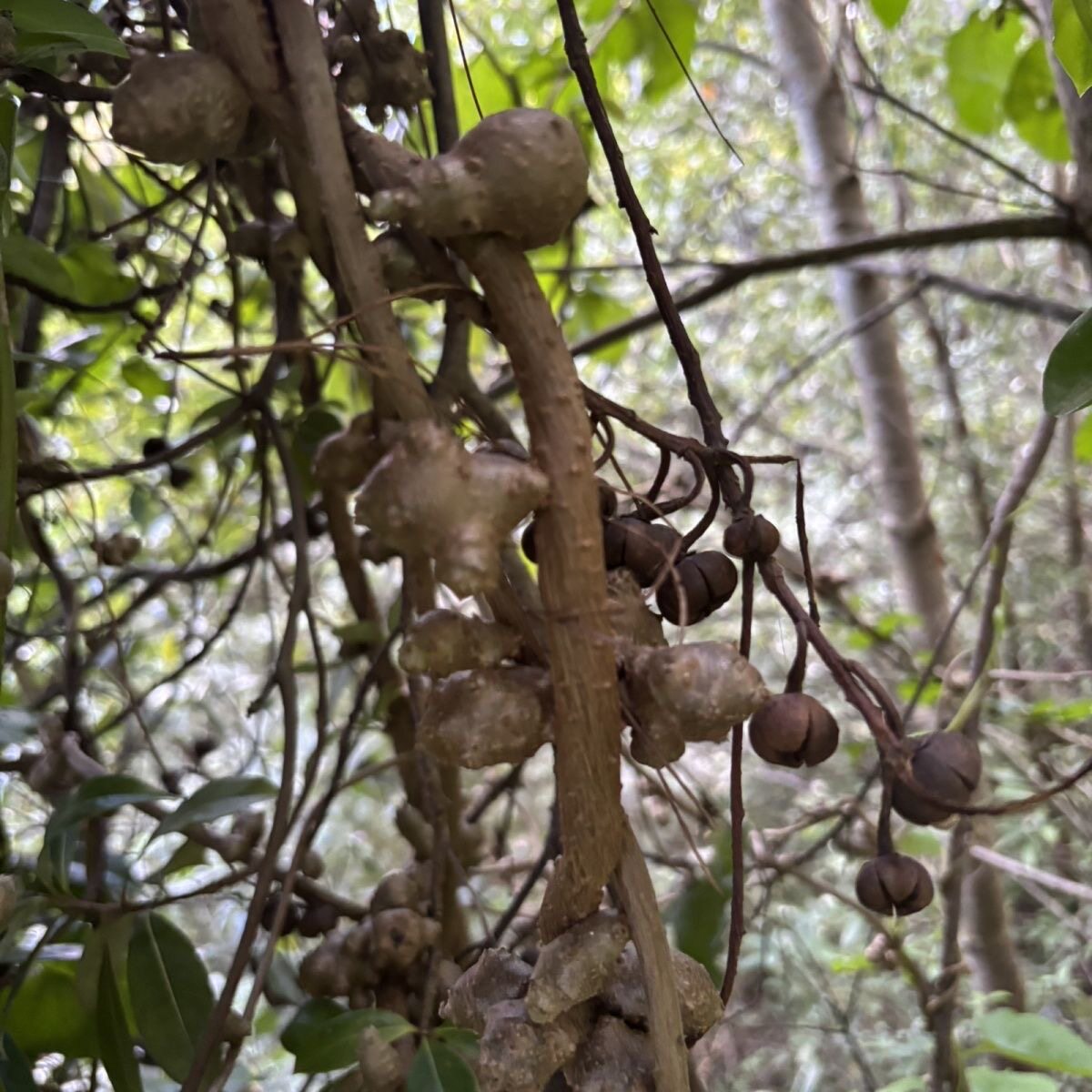 云南藤三七植物苗盆栽食用药用土田七根茎爬藤绿植包成活