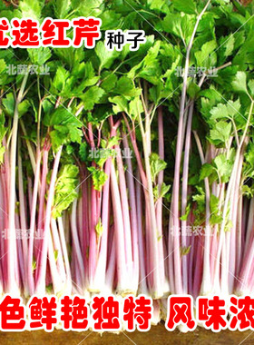 红芹菜种子西芹速生小香芹种籽红色紫色阳台菜园盆栽四季蔬菜种孑