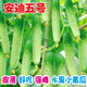 水果黄瓜种子小黄瓜种籽阳台旱黄瓜种孑小青瓜籽盆栽四季 安迪五号
