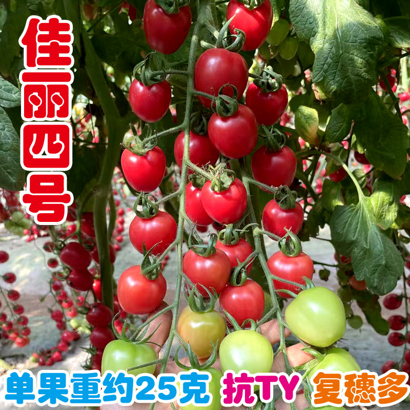 粉千禧小番茄种子佳丽四号圣女果种籽苗耐裂抗TY小柿子籽四季好吃