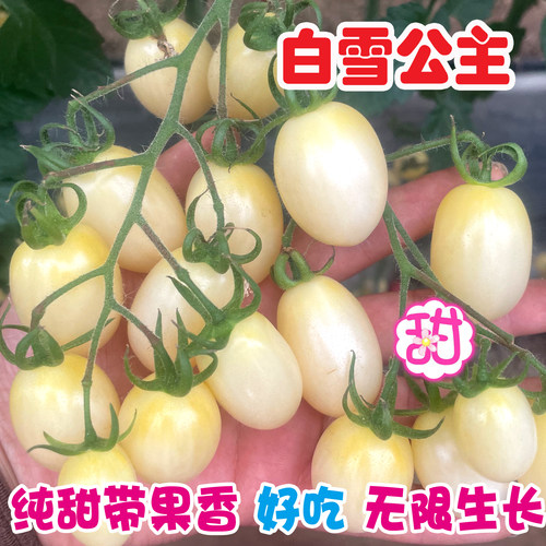 小番茄种子高糖纯甜白色小柿子籽