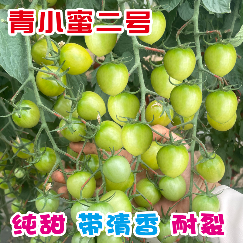 超甜小绿柿子籽青小蜜二号小番茄