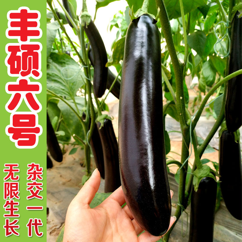 布利塔绿萼紫黑四季杂交茄子