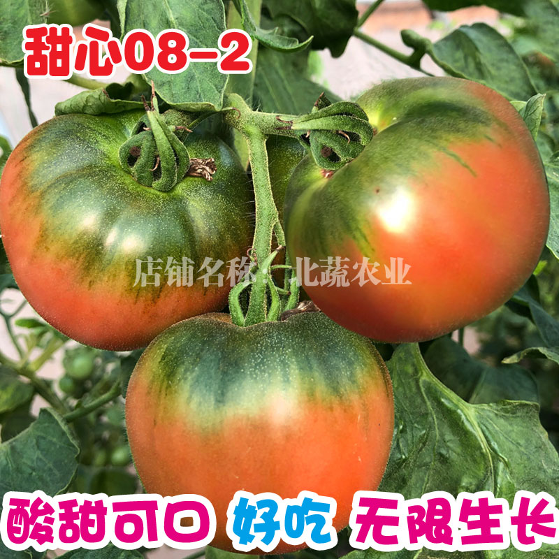 水果番茄种孑铁皮西红柿种籽草莓