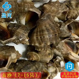 新鲜活小海螺7-15头每斤贝壳香波螺辣螺 牙签螺贝类青岛小海鲜