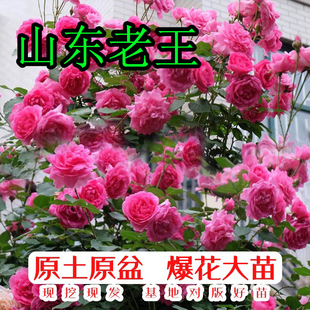 大花母系大游行爬藤月季爬藤蔷薇欧月带花苞发货庭院别墅