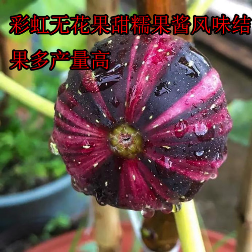 买苗认准森农哥无花果树苗